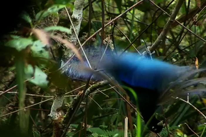 A Blue bird of paradise displays for conservationist Miriam Supuma.