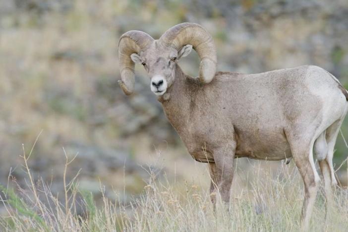 Discover the cause of an epidemic that is threatening this icon of the American West.