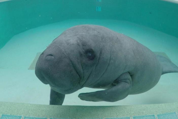 Meet some injured and orphaned manatees on the road to recovery. 