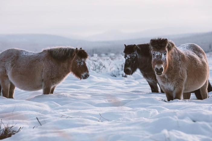 Yakutian horses have evolved to be able to withstand extremely cold temperatures.