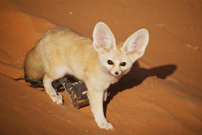 "Dogs in the Wild" filmmakers learned that not all wild dogs are not easy to film.