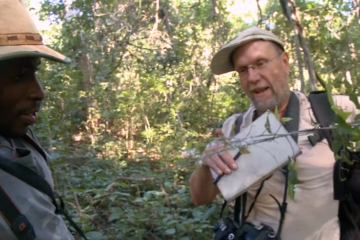 Plant expert Bart Wursten explains how one tree is a planet of its own.