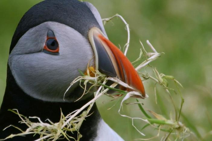 Puffins search for the perfect piece of real estate where they can raise their young. 