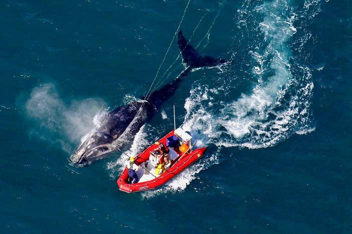 Balancing the protection of North Atlantic right whales and the livelihoods of lobstermen.
