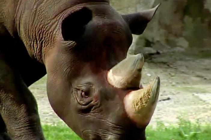 ROADSHOW visits the Cincinnati Zoo.