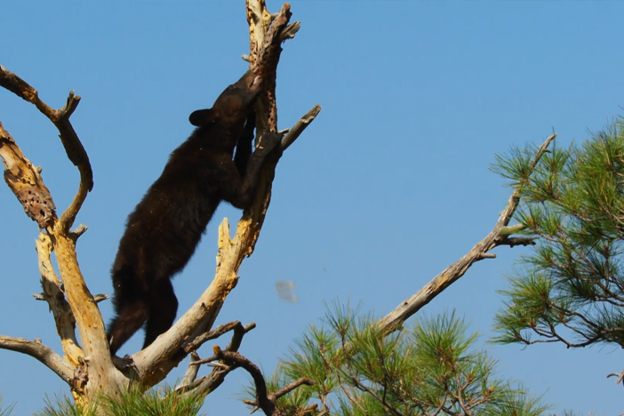 There are many reasons Big Bend is good for bears and this is one of them.