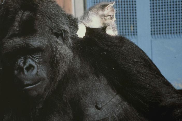 Koko adopted a kitten called All Ball. 