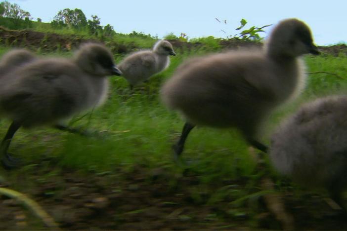 Geese hatchlings imprint on avid bird enthusiast Christian Moullec. 