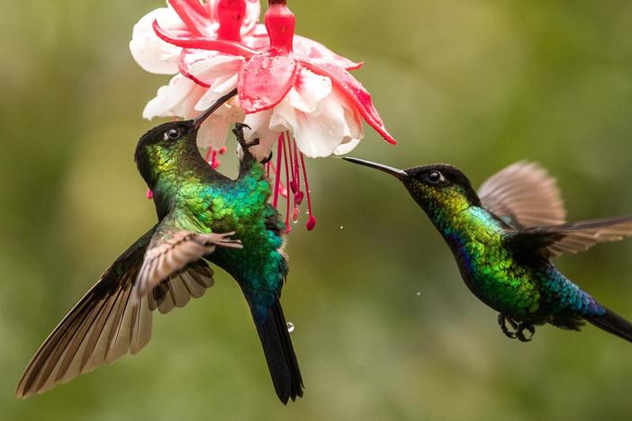 Discover the powerful effect hummingbirds have over their wild neighbors in Costa Rica.