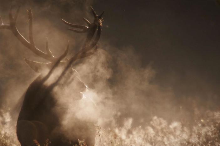 Ireland’s oldest herd of Red Deer in Killarney National Park during the rutting season.