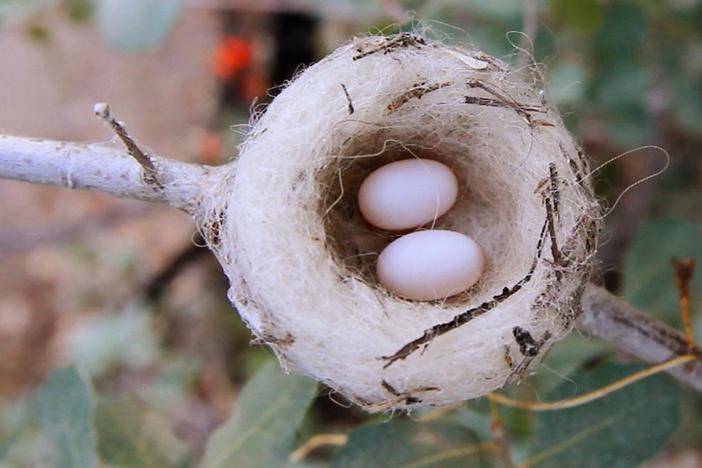 Spring is a time of birth and rebirth for plants and animals across the country.