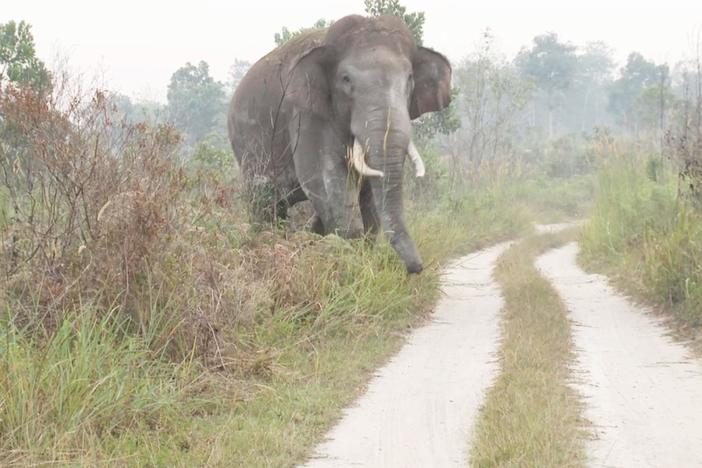 In Sumatra, crop raiding fuels the battle between man and elephant.