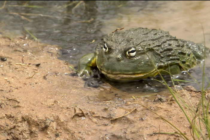 A male African bullfrog digs a channel for his young to escape dehydration and death. 