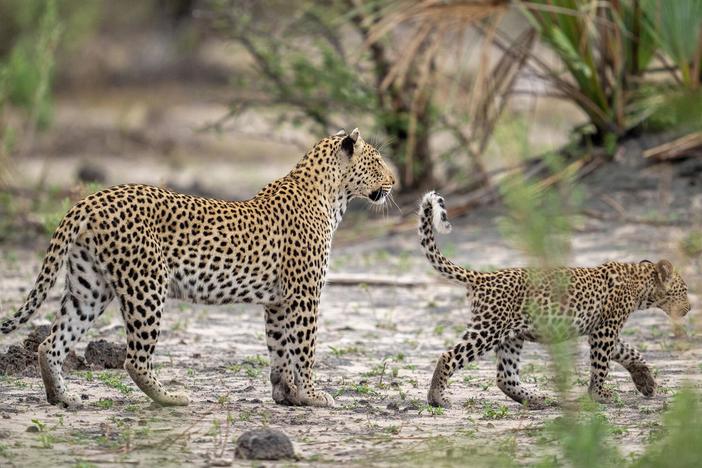 Female leopards are known to hunt the cubs of others -- even their own siblings.