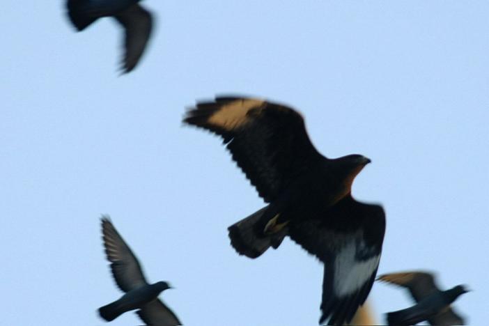 A long-legged buzzard goes after a flock of pigeons, desperate for a meal.