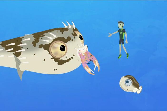 Puffy the blowfish teaches a younger blowfish how to find food on the seabed.