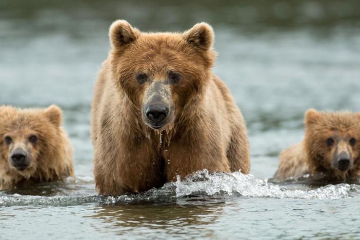 Follow the adventures of bears across the globe.