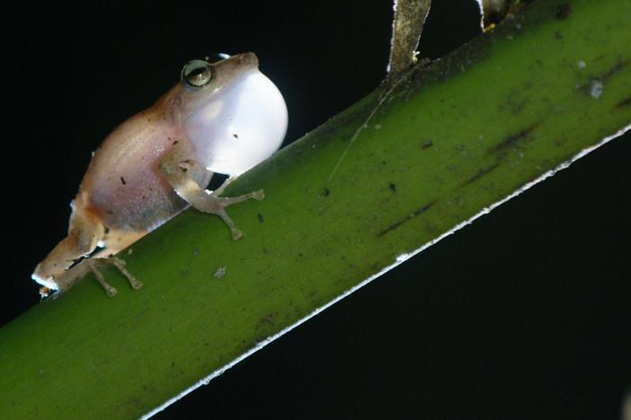 Follow conservationists trying to restore the island's most endangered species. 