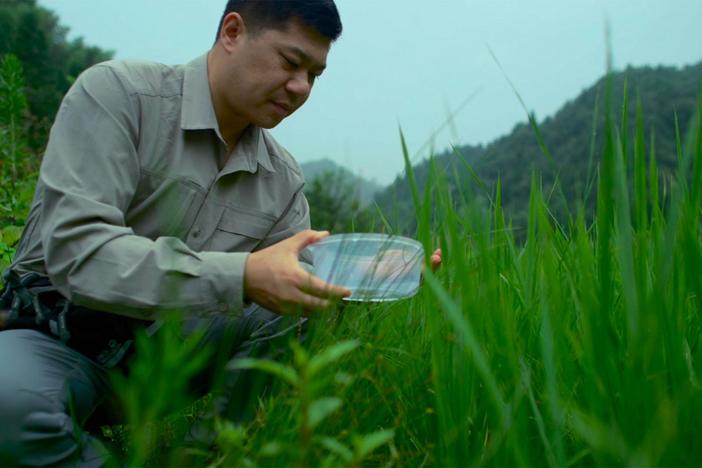 A small village reintroduced fireflies to the area to act as pest control for its crops.