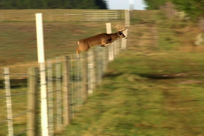 Whitetailed deer are expert jumpers, clearing fences over 8 feet without a running start.