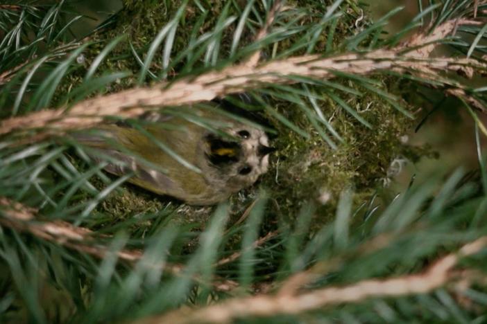 This bird may not be big enough to cover all her eggs, but she can still keep them warm.
