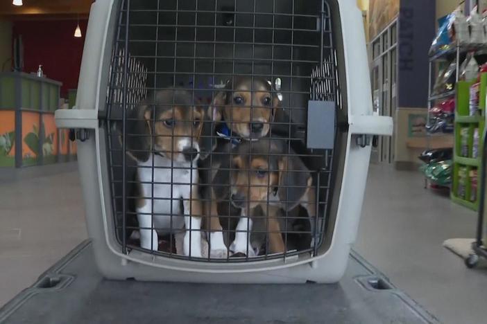 Thousands of beagles rescued from research and breeding facility in Virginia