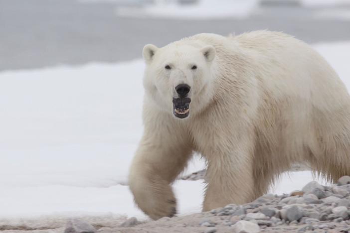 The crew spots a lone polar bear wandering toward their camp in search of food.