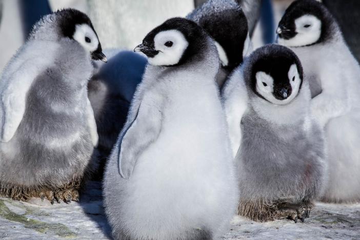 The incredible journey of one vulnerable and charismatic Emperor penguin chick.