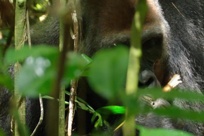 Cameraman Vianet D’jenguet encounters a large siverback gorilla named Bouka. 