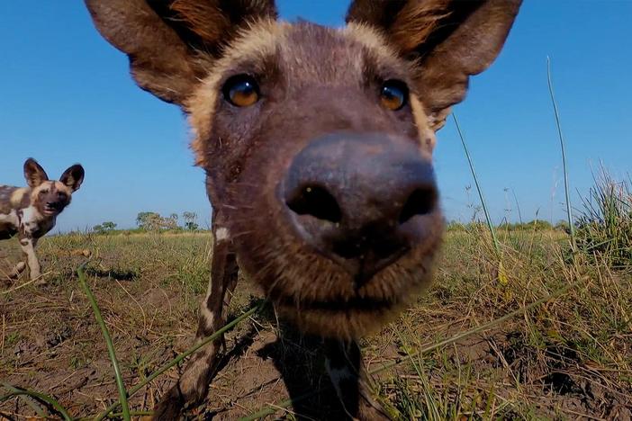 African wild dogs proved to be one of the toughest species to film.