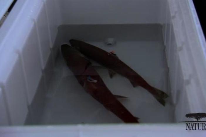 A look at how humans are producing salmon in an effort to protect the species.