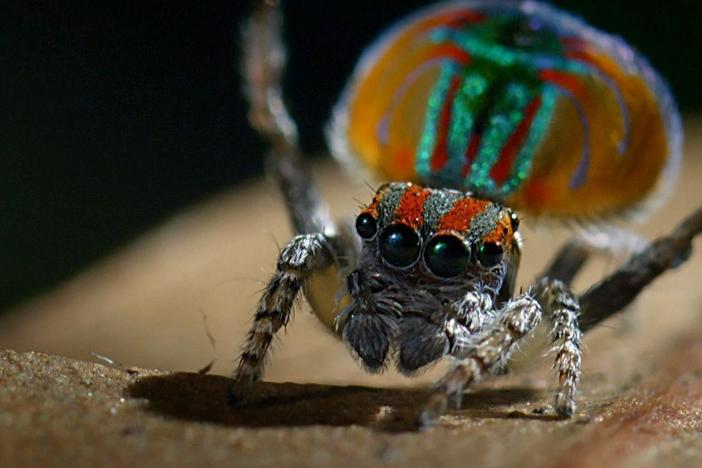 A male peacock jumping spider must dance for his life.