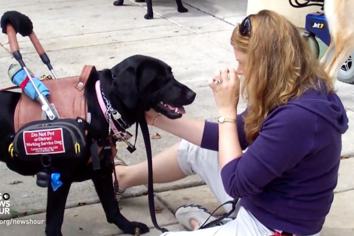 Adele is a specially trained cardiac alert dog, who jumps into action for her owner.