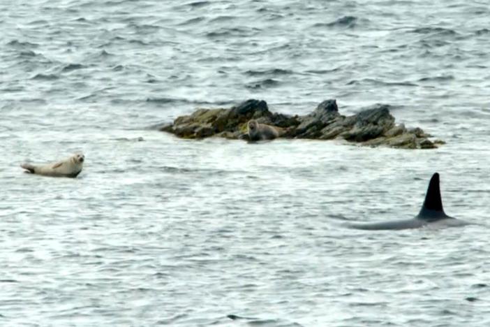 Seal-hunting orcas know exactly how to exploit time and tide.