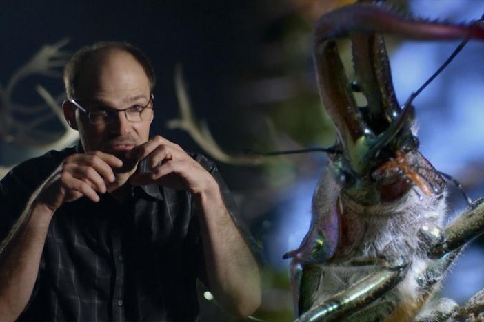 Beetles make up the largest group of insects on Earth. Why do so few have massive pincers?
