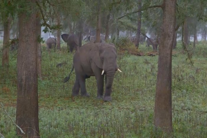Ravaged by civil conflict, the park's elephants are wary. In time, maybe they can forgive.