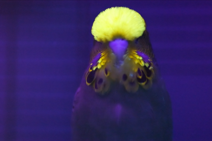 Parakeets can see and feel thing humans can't. 