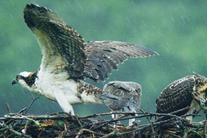 No one teaches an osprey how to dive.