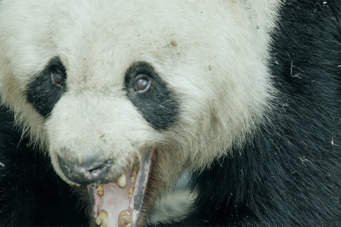 The filmmakers stumble on an exceedingly rare sight – a fertile wild female Giant panda.