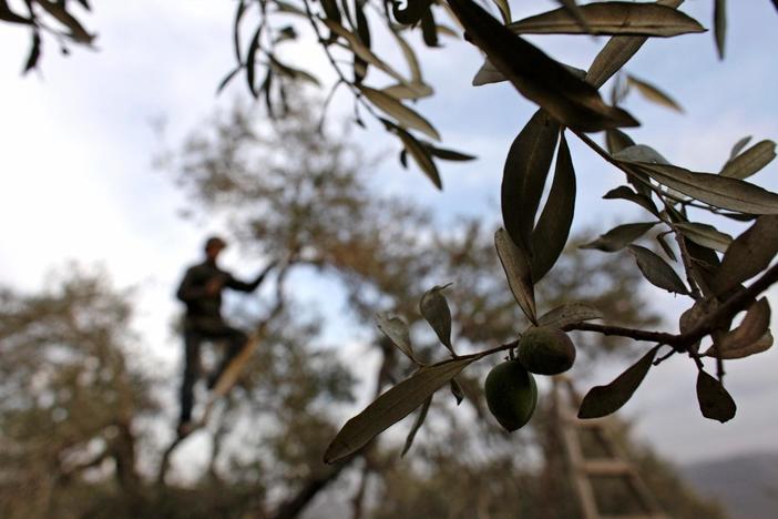Palestinian cookbook celebrates a culture without a country