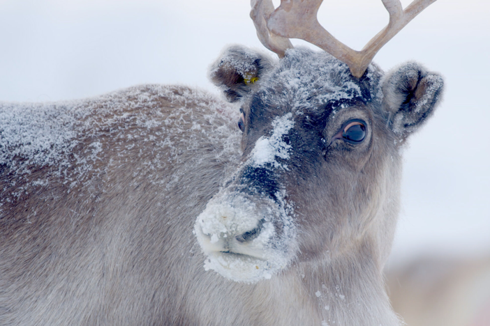Journey to Lapland, where tales of Santa Claus mingle with hearty wildlife.