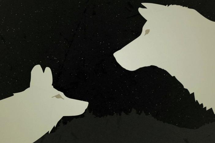 Trace the evolution of the coywolf, a mysterious and modern creature.