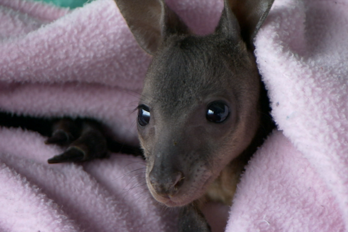 A baby wallaby named Neil, needs special attention if he’s to return to the wild. 