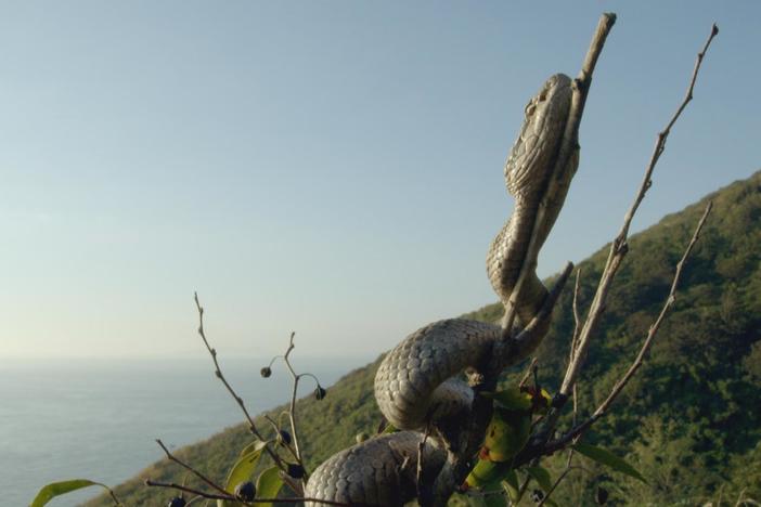 The crew travels to Snake Island to film pit vipers preying on migrating songbirds.