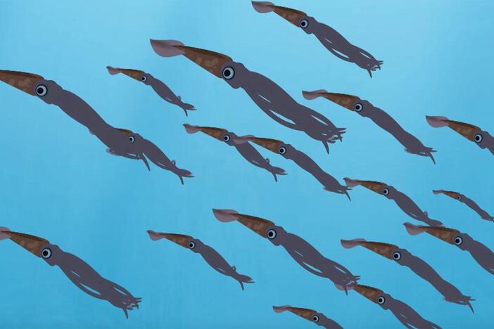 Martin and Chris talk about the sperm whale diet