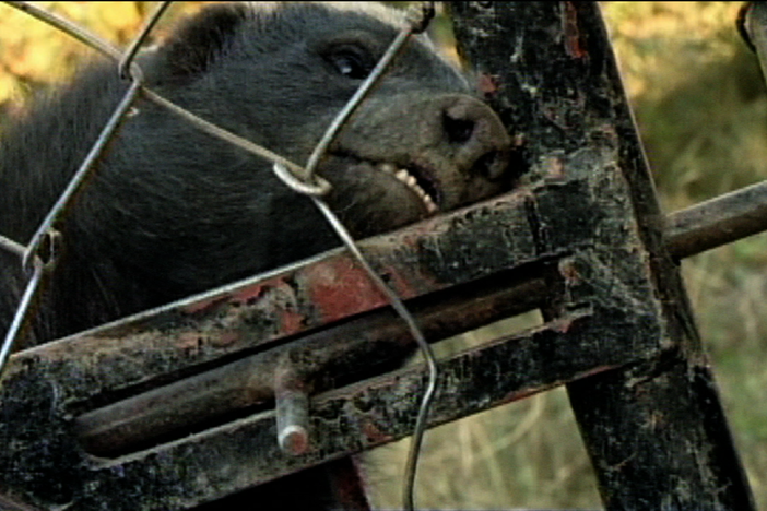 Honey badgers can open locks, too. 
