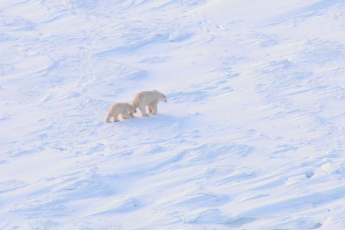 The challenges faced by polar bears as global warming melts the polar ice cap.