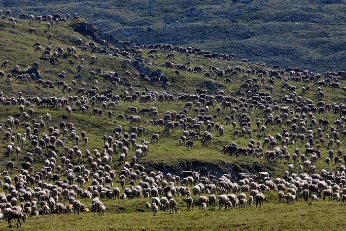A hundred thousand caribou migrate thousands of miles through a harsh Arctic wilderness.