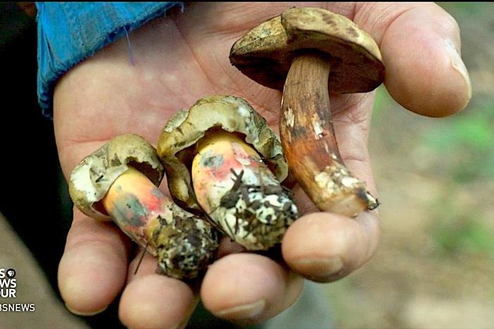 These forest fungi are a bounty for Arizona mushroom hunters