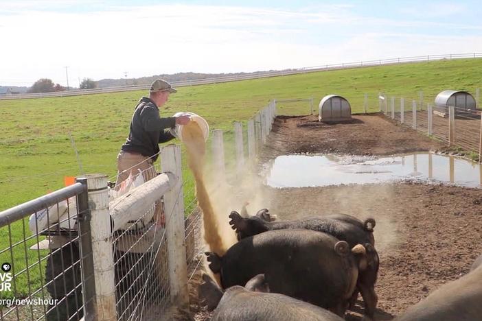 A hard-working 15-year-old turns a swine project into a profitable business.